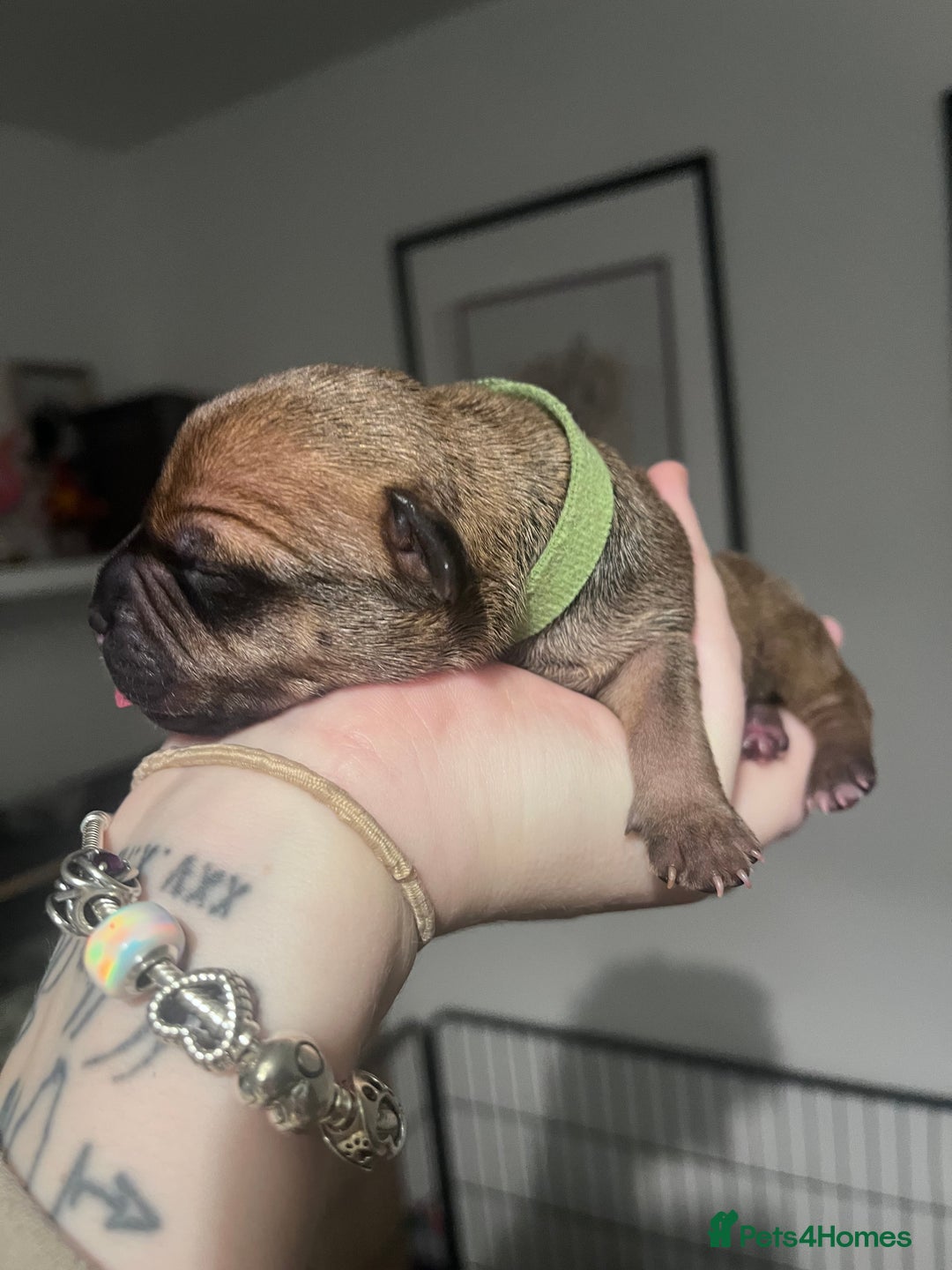 Staffordshire Bull Terrier dogs for sale: Red staffy pups  - Advert 4