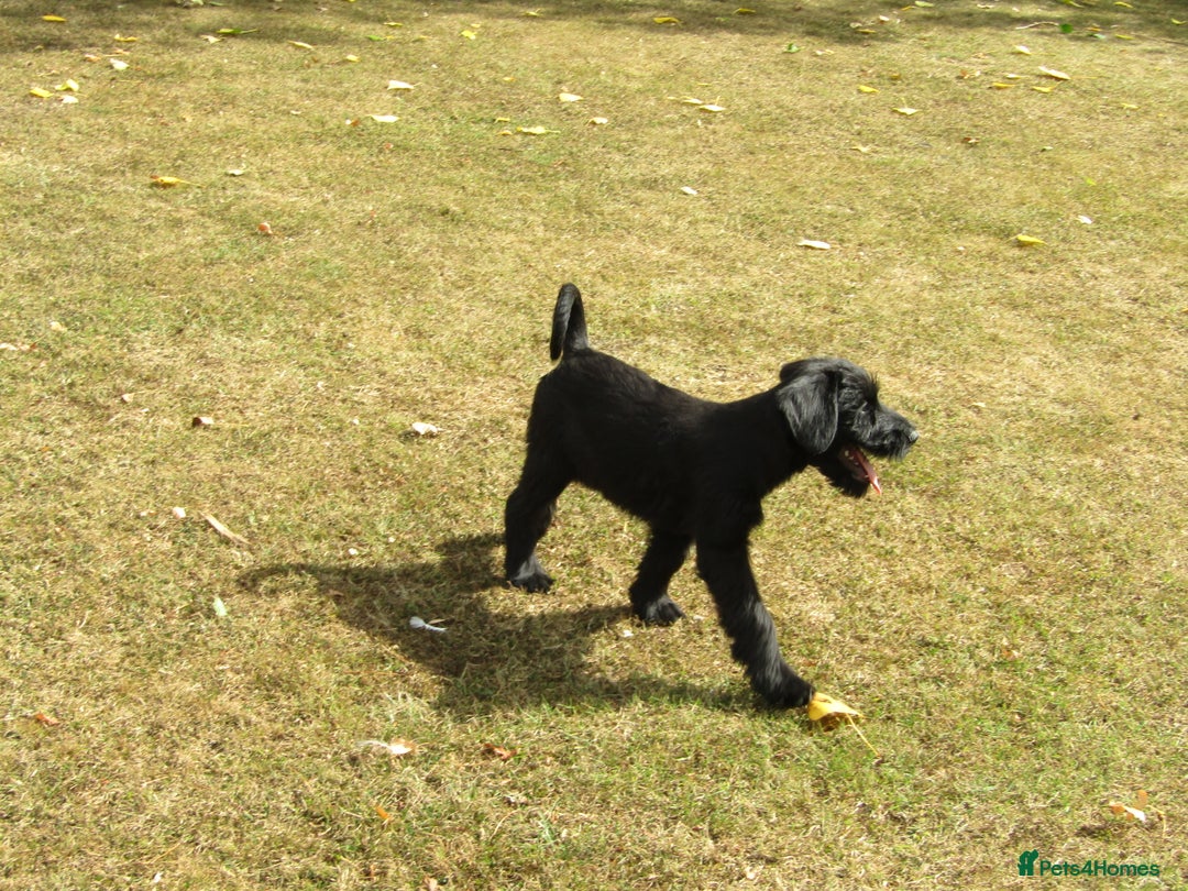 Giant Schnauzer dogs for sale: Top Quality Giant Schnauzer Pups. - Image 6