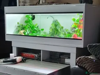 Dragon reptiles Bearded dragons - Advert 2