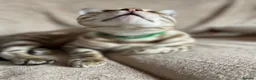Bengal cats for sale: Beautiful Bengal family members - Advert 27