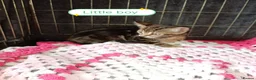 Bengal cats for sale: Bengal Cross kittens  - Advert 15