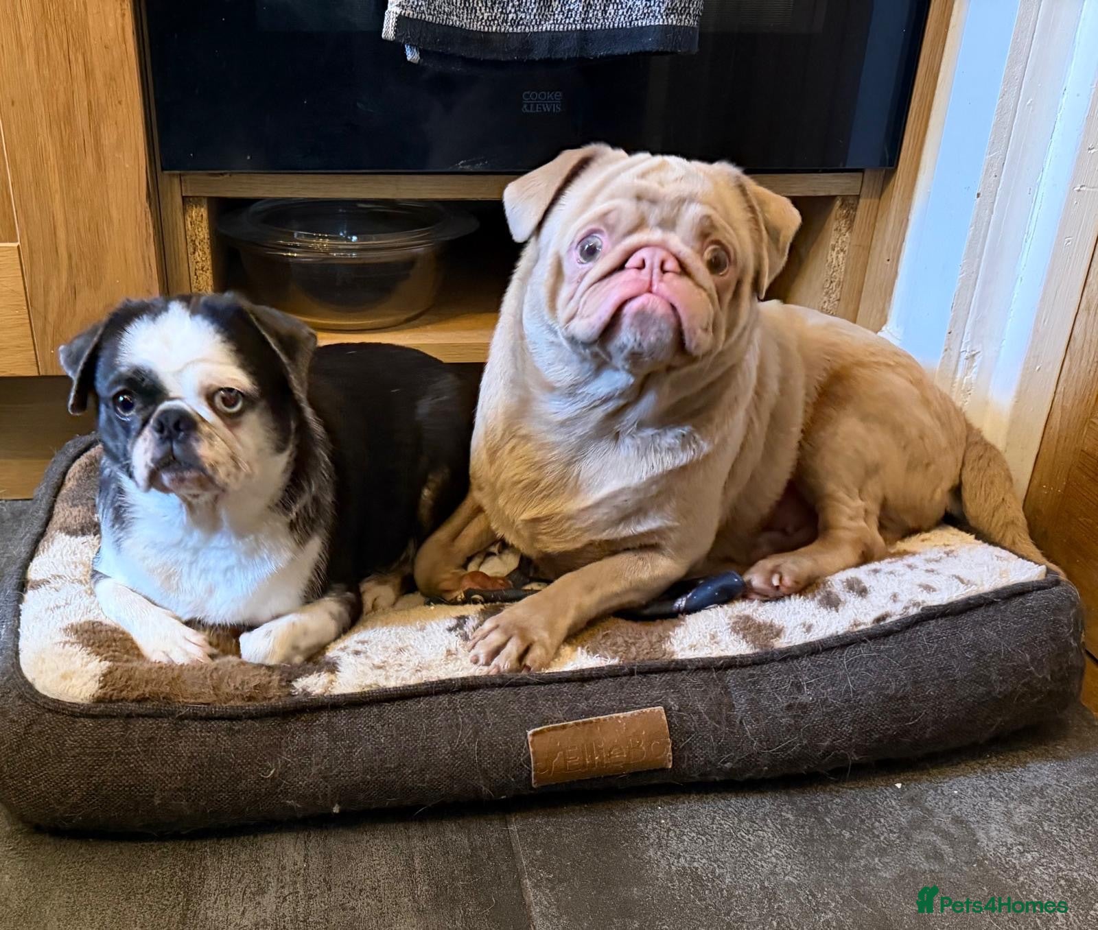 Pug dogs Rare coloured pug pups for sale  - Advert 4