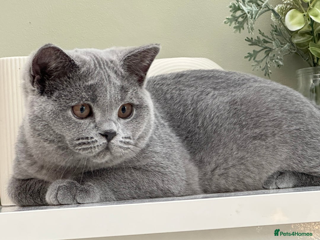 British Shorthair cats for sale: British Blue boy - Image 6