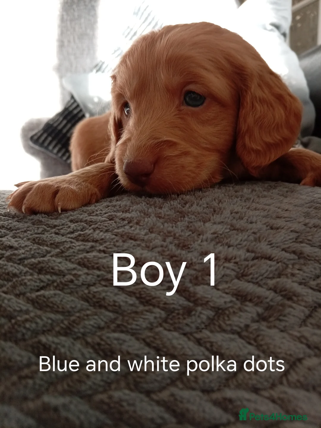 Cockapoo dogs for sale: 8 Beautiful Cockapoo Puppies - Advert 11