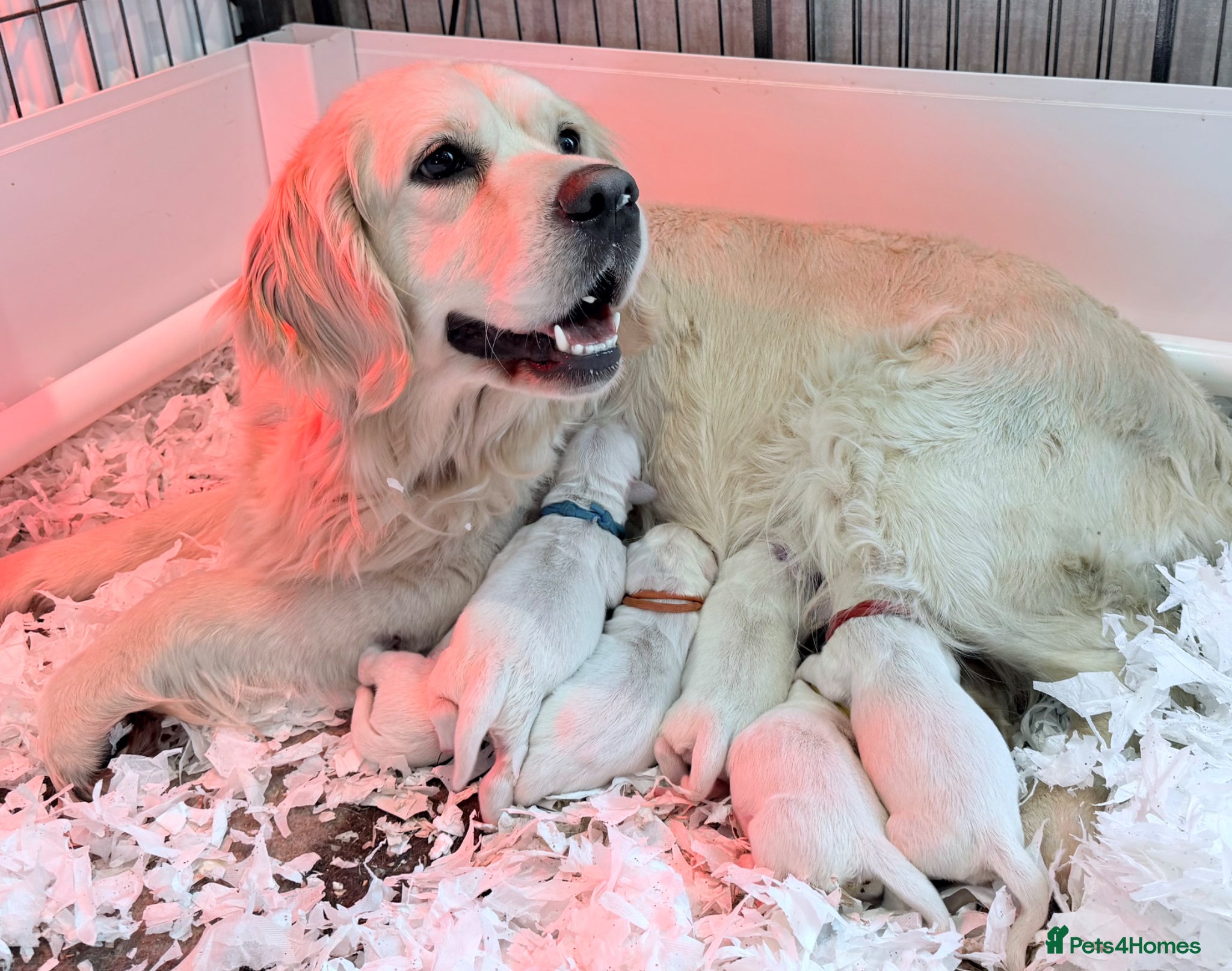 Golden Retriever dogs KC reg cream golden retriever pups - Advert 1