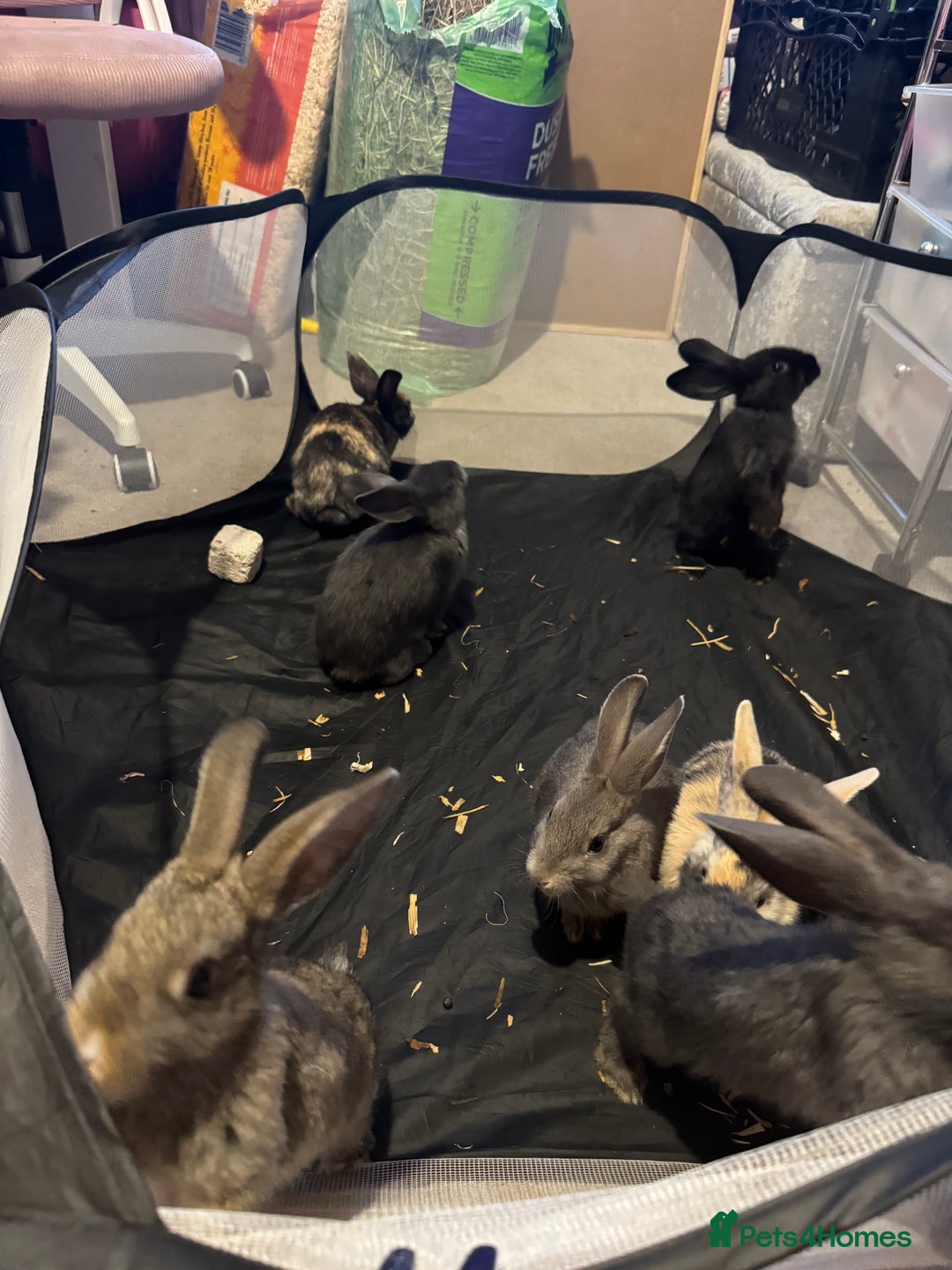 British Giant rabbits for sale: Lops x giant baby rabbits  - Image 5