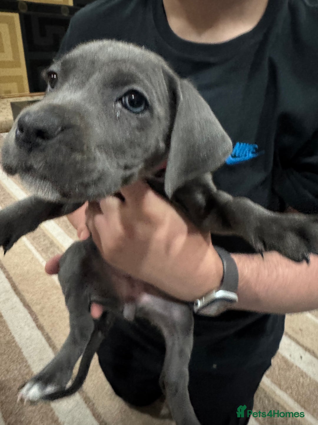 Cane Corso dogs for sale: Pure Pedigree Cane Corso Puppies - Image 3