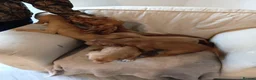 Cocker Spaniel dogs for sale: Cocker spaniel puppies in Middlesbrough - Advert 14