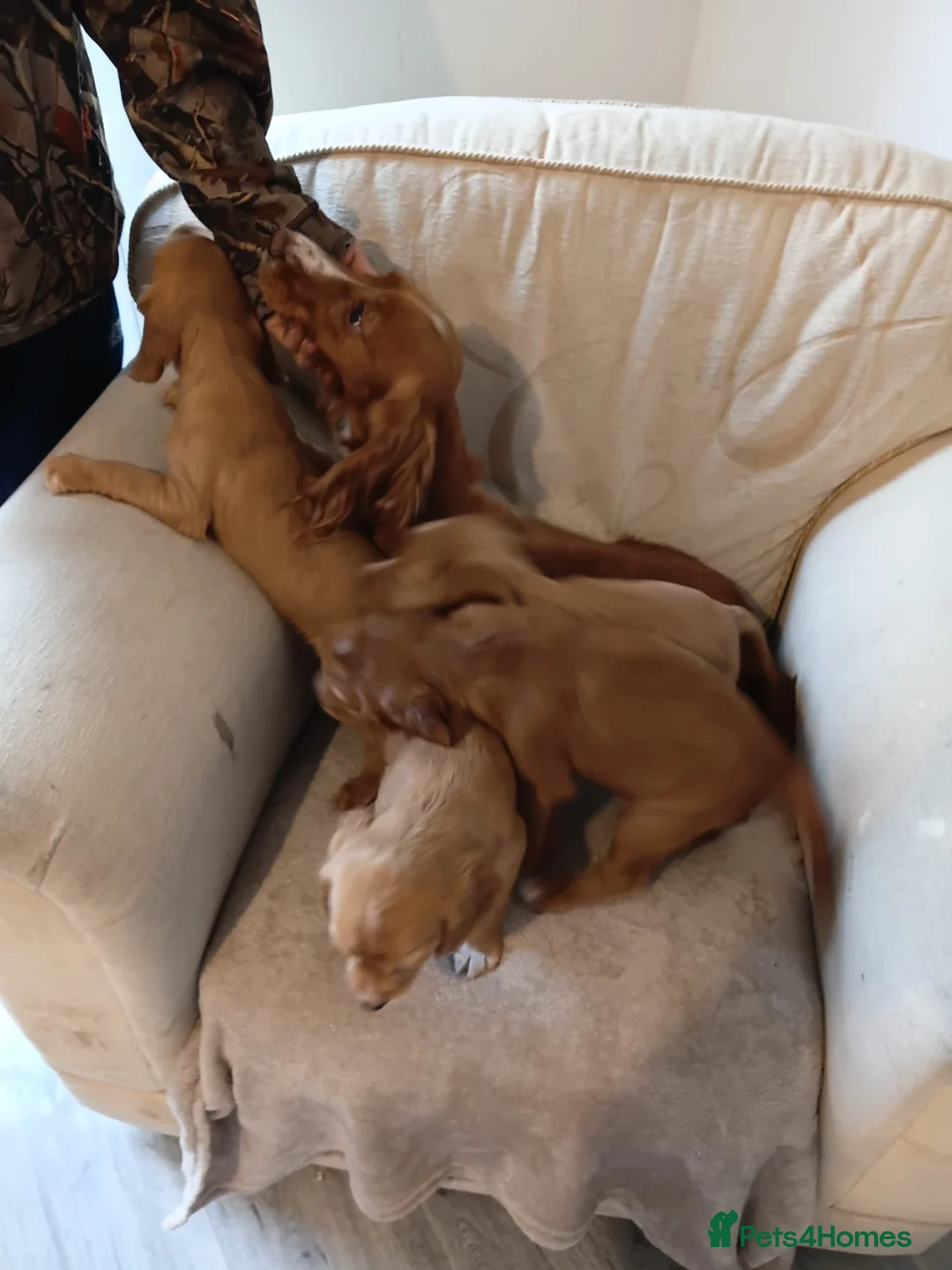 Cocker Spaniel dogs for sale: Cocker spaniel puppies in Middlesbrough - Advert 14