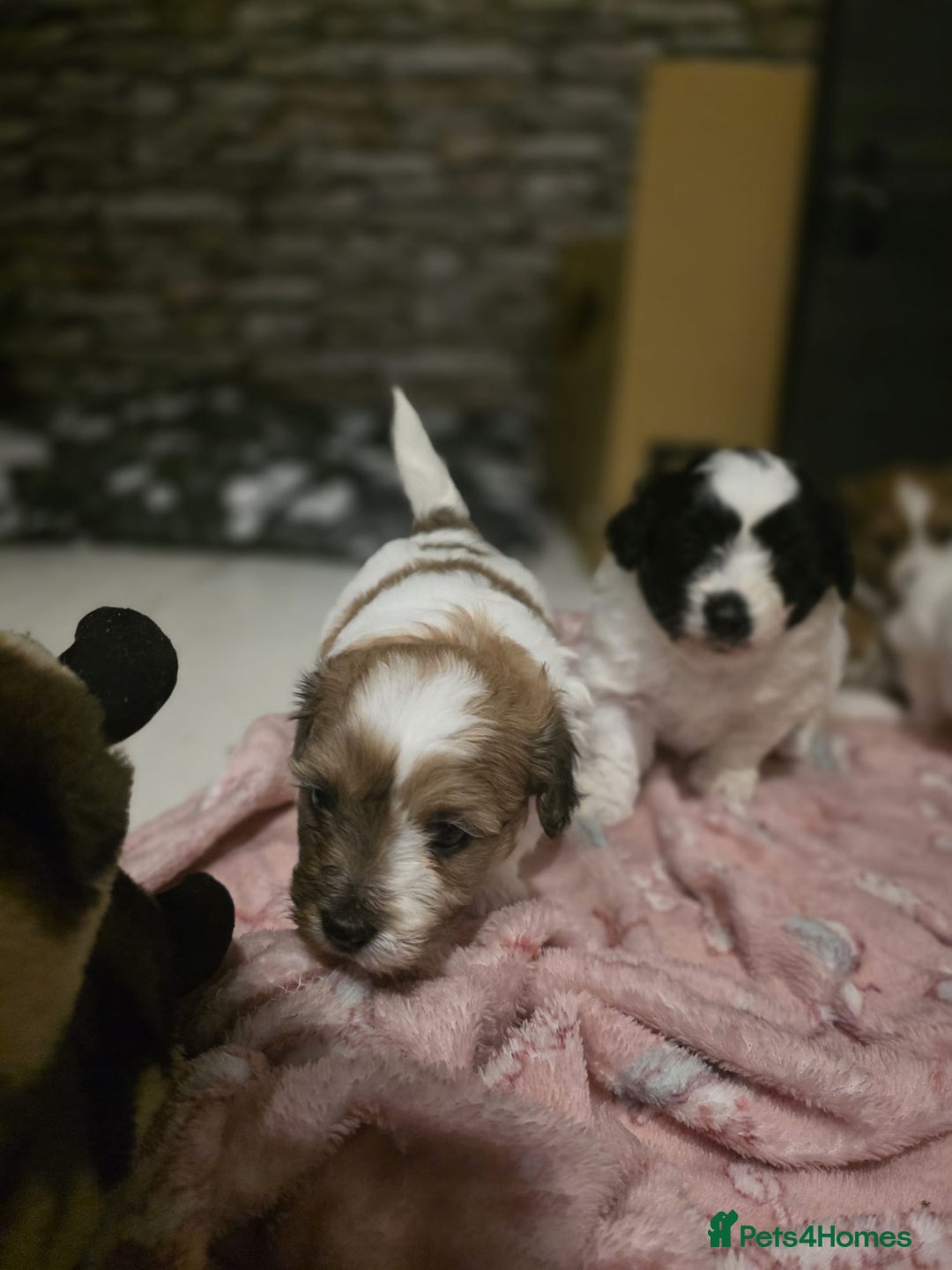 Mixed Breed dogs for sale: Beautiful litter of pomshis  - Advert 16