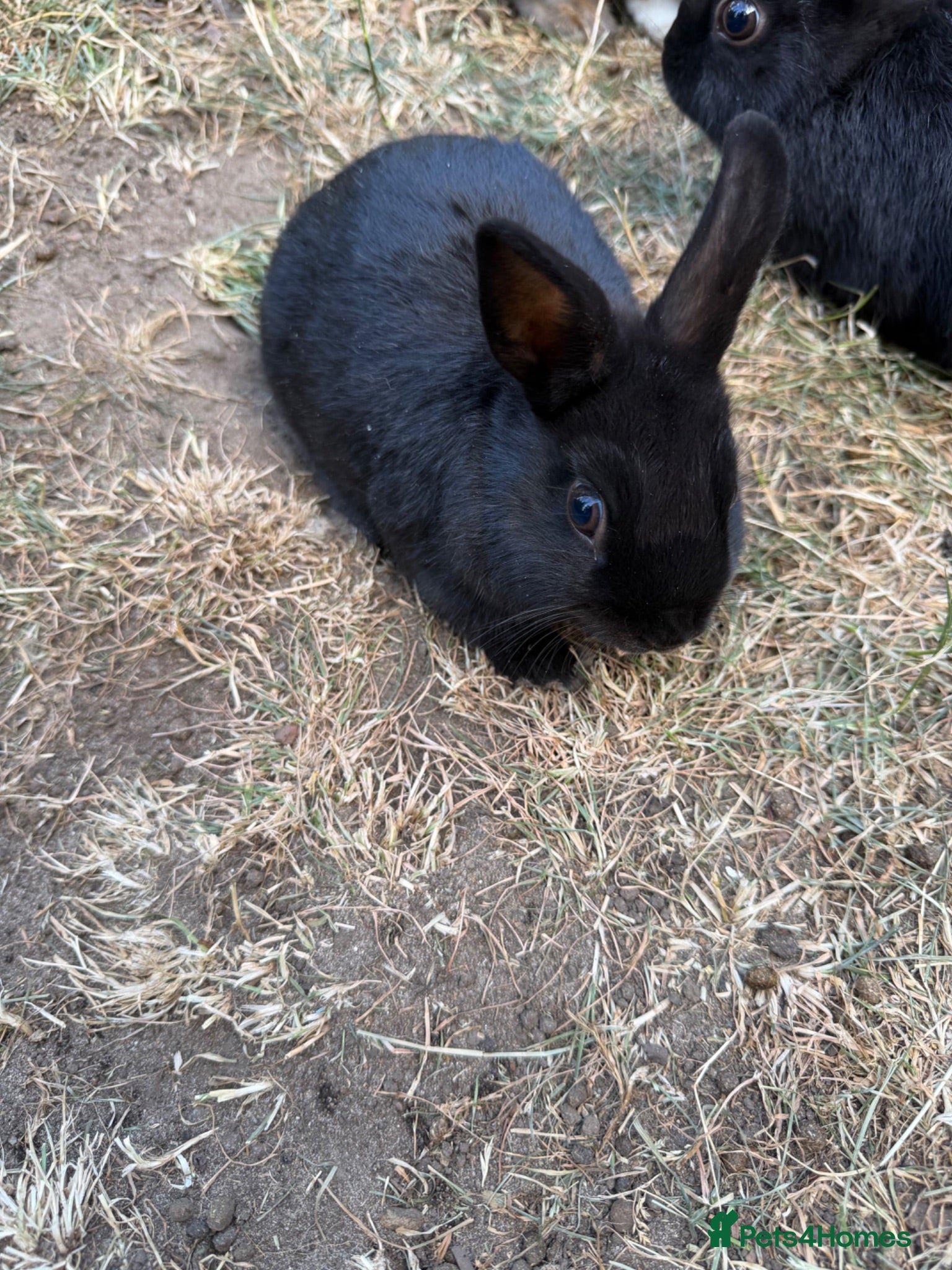 Netherland Dwarf rabbits Adorable Netherlands Dwarfs - Advert 2