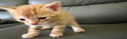Mixed Breed cats for sale: Available Now - 2 Ginger & 1 Black Kitten - Advert 24