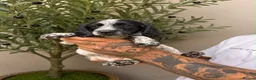 Cocker Spaniel dogs for sale: Cockerspaniel puppies  - Advert 10