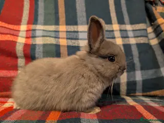 Netherland Dwarf rabbits Netherlands Dwarfs - Advert 10