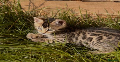 Bengal cats - Advert 6