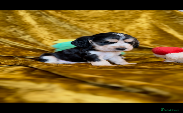 Cocker Spaniel dogs KC registered, health tested, Show cocker spaniels - Advert 1