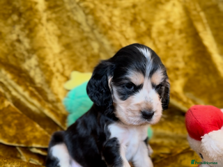 Cocker Spaniel dogs KC registered, health tested, Show cocker spaniels - Advert 1