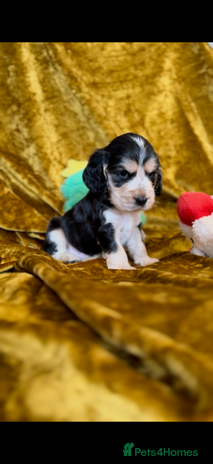 Cocker Spaniel dogs KC registered, health tested, Show cocker spaniels - Advert 1