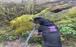 Rottweiler dogs for sale: Rottweiler Bitch - Image 3