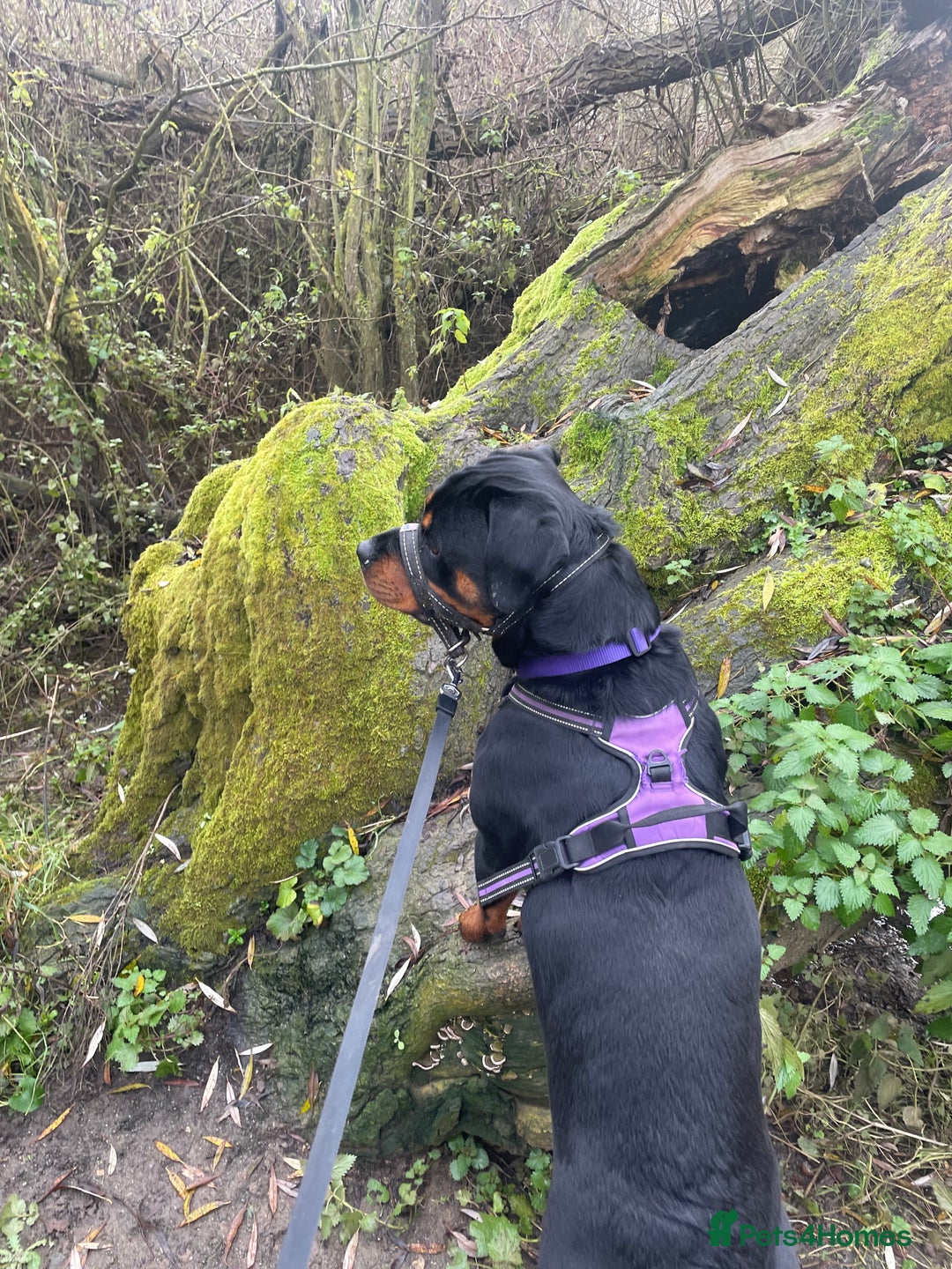 Rottweiler dogs for sale: Rottweiler Bitch - Image 3
