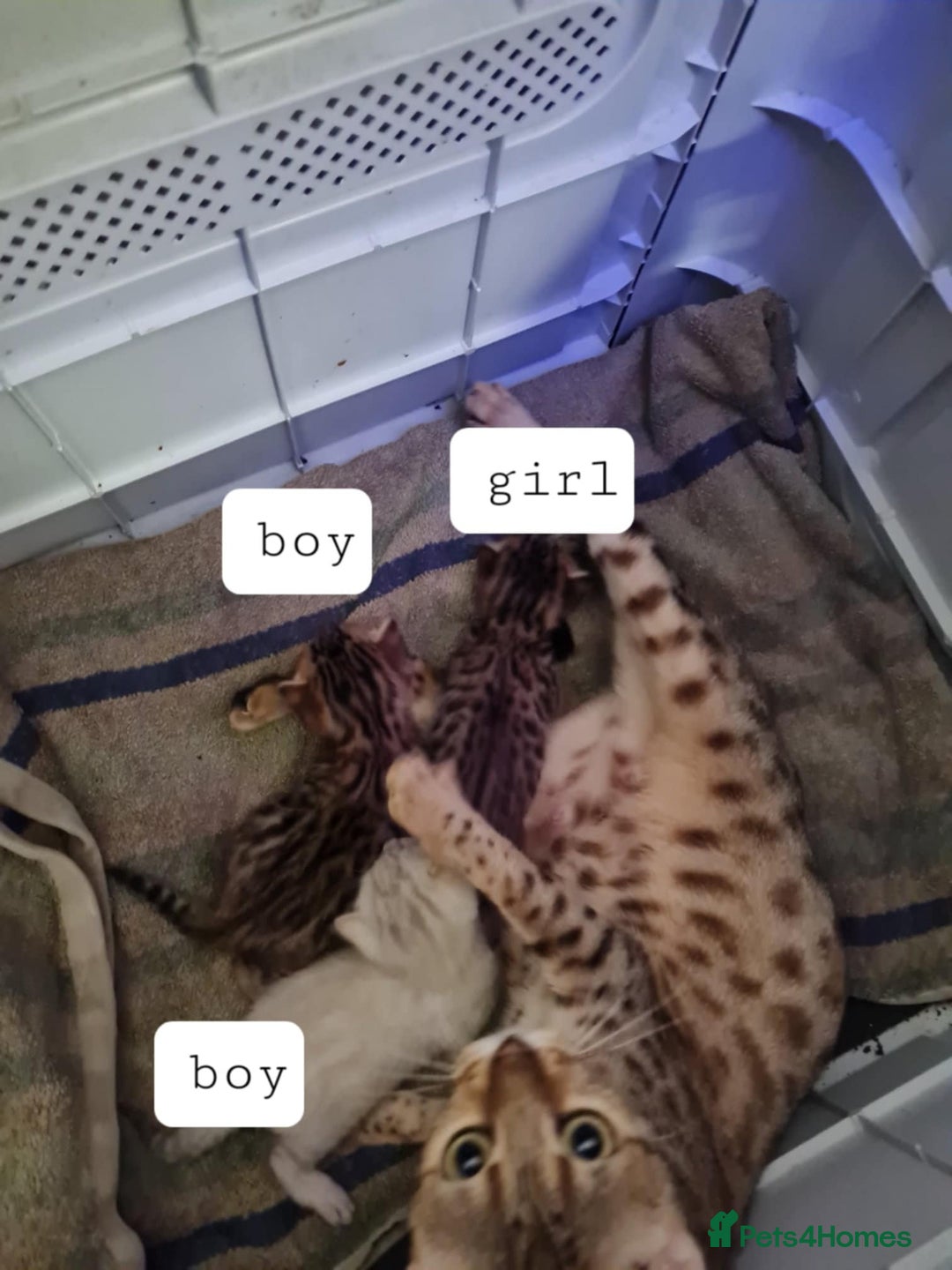 Bengal cats for sale: Male snow bengel  - Image 4