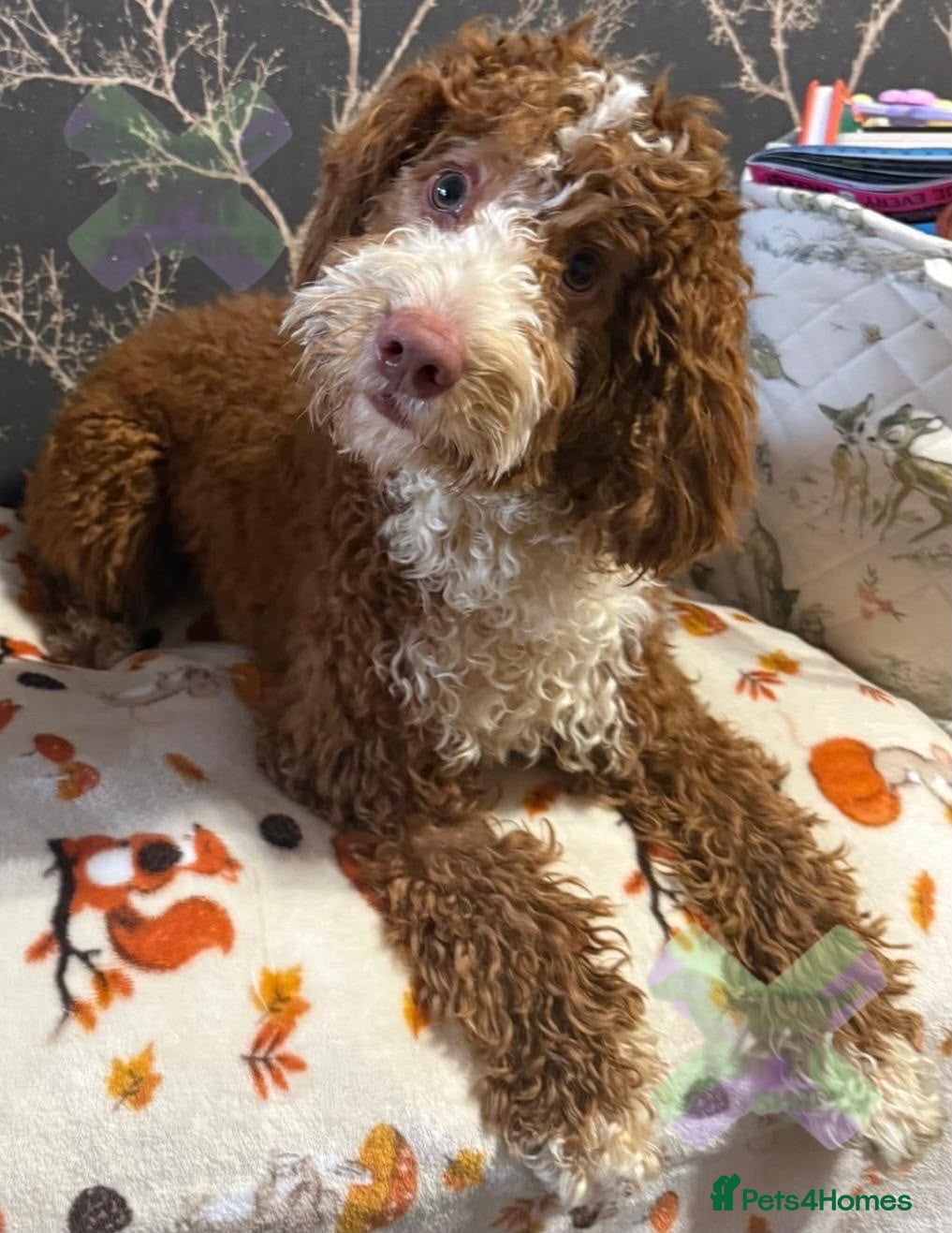 Cockapoo dogs for sale: F1 mini cockapoo  🩵30 dna health tested  - Advert 1