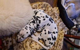 Dalmatian dogs for stud: Kc Baer tested studs available proven in Bedford - Image 4