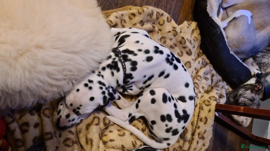 Dalmatian dogs for stud: Kc Baer tested studs available proven in Bedford - Image 4