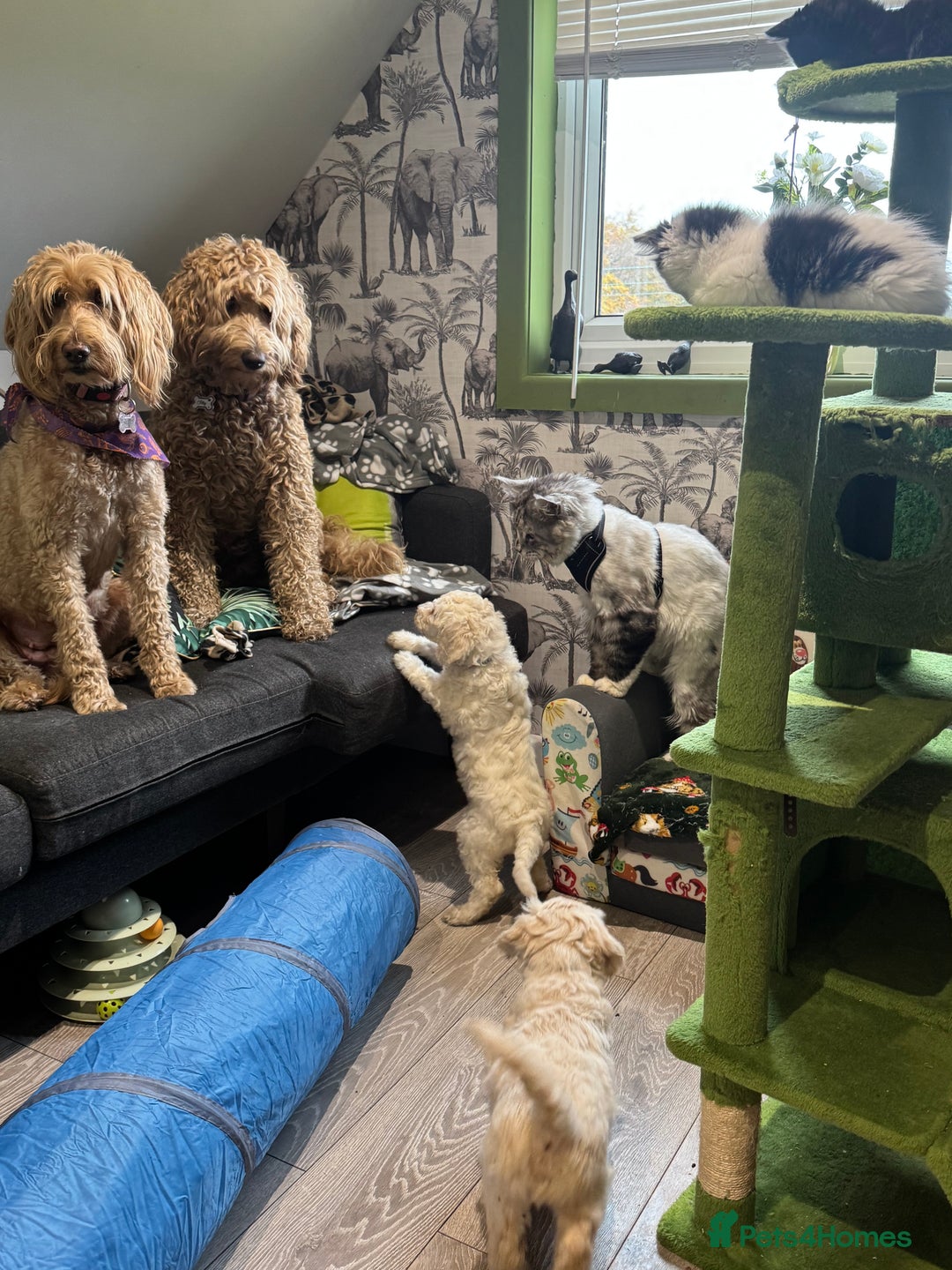 Goldendoodle dogs for sale: Golden doodle F1B stunning puppies  - Image 27