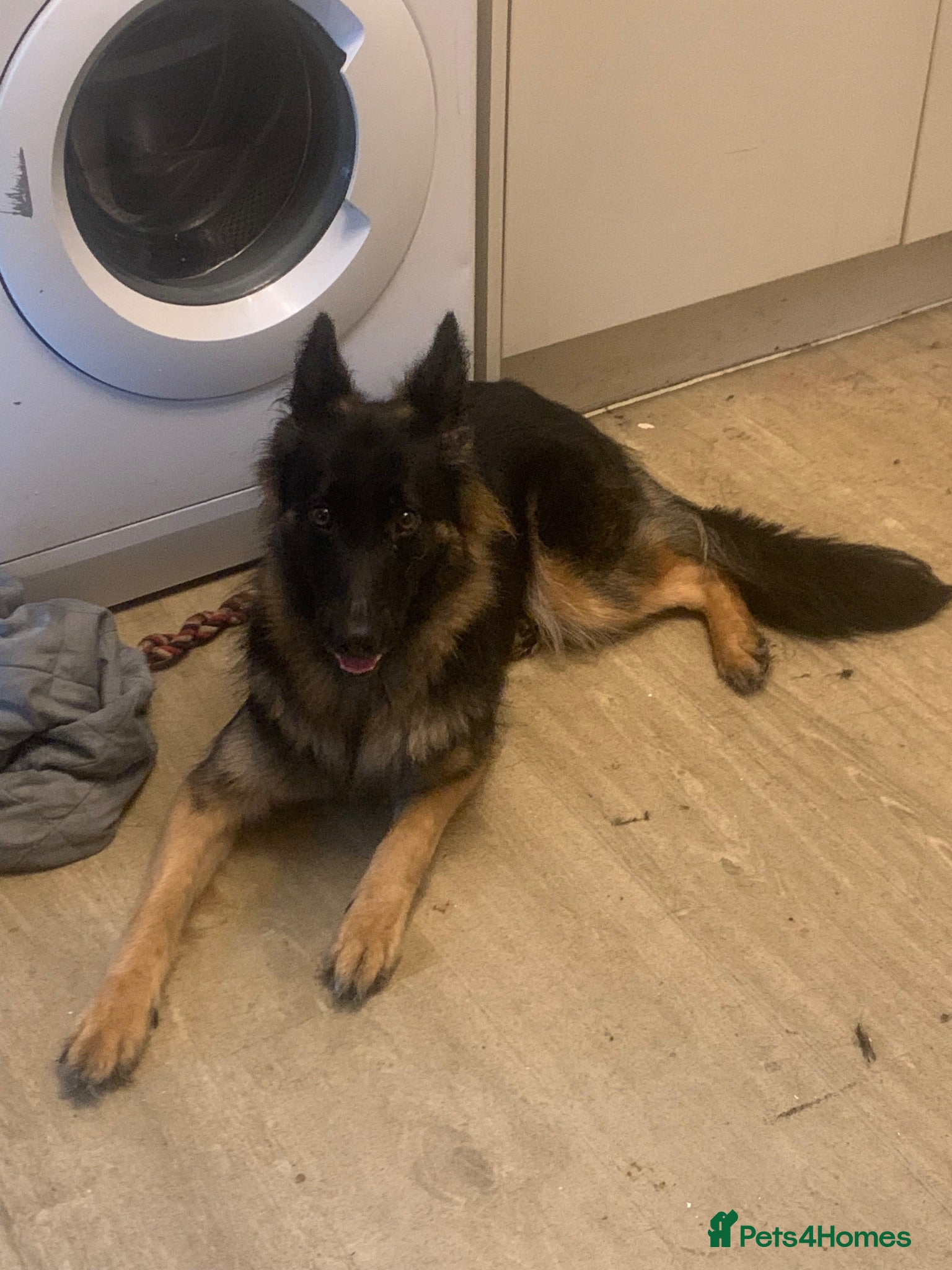 German Shepherd dogs Male and female German shepherds for new home  - Advert 12