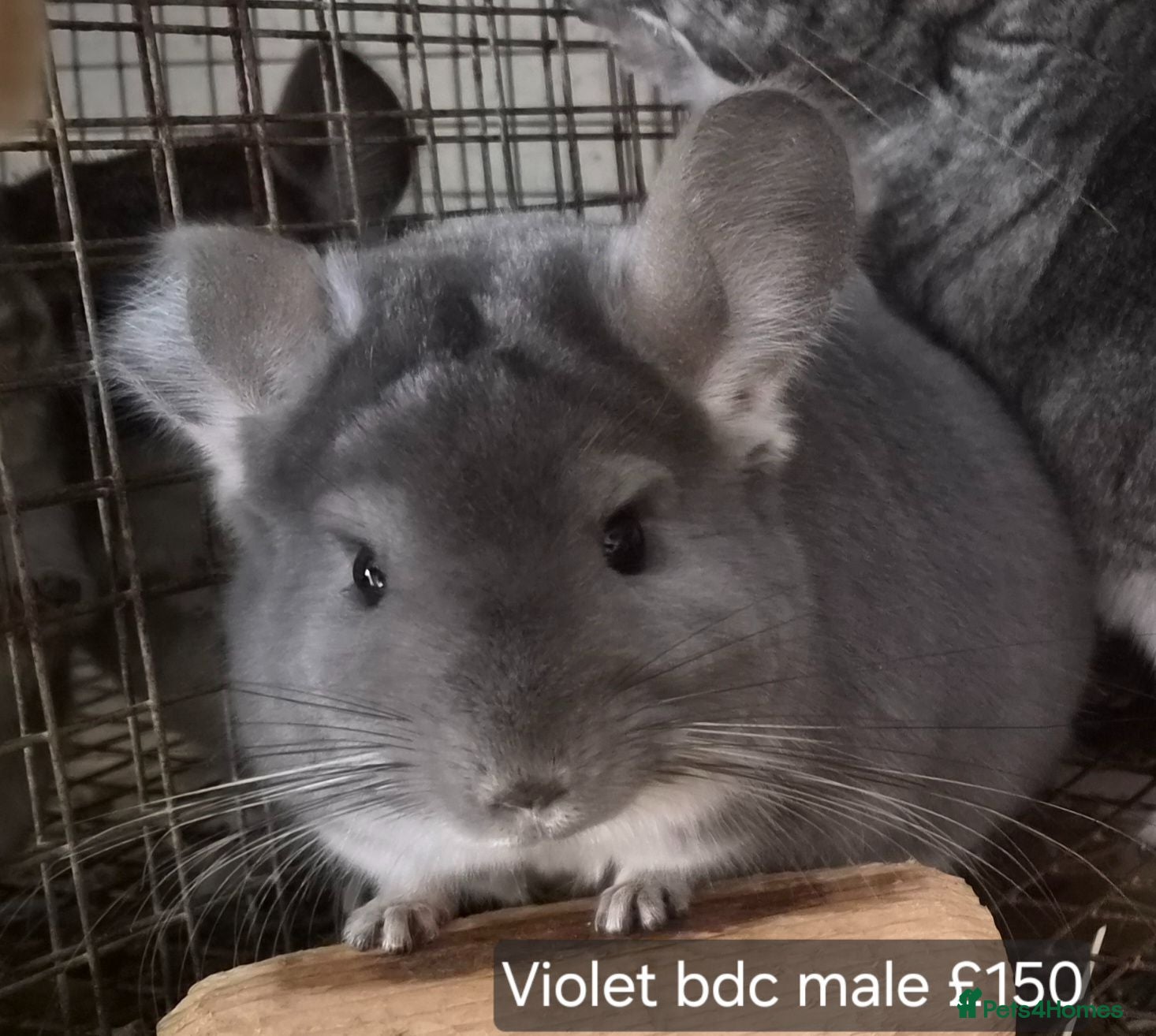 Chinchilla rodents Beautiful chinchillas - various colours - Advert 2