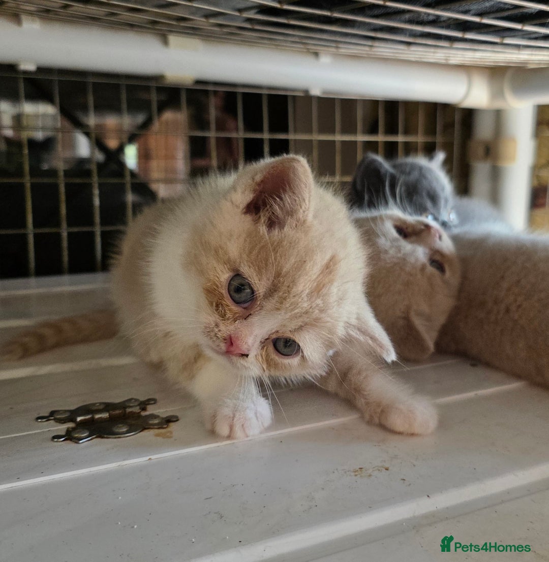 British Shorthair cats for sale: British Shorthairs Stunning Litter - Image 5