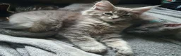 Maine Coon cats for sale: Tica registered DNA tested parents poly Maine Coon - Advert 16