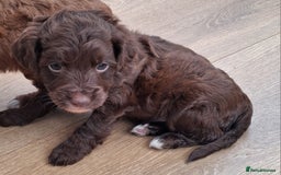 Cockapoo dogs for sale: ** BEAUTIFUL LITTER OF COCKAPOOS ** - Image 35