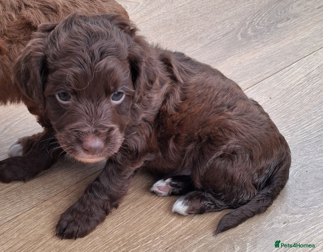 Cockapoo dogs for sale: ** BEAUTIFUL LITTER OF COCKAPOOS ** - Image 35