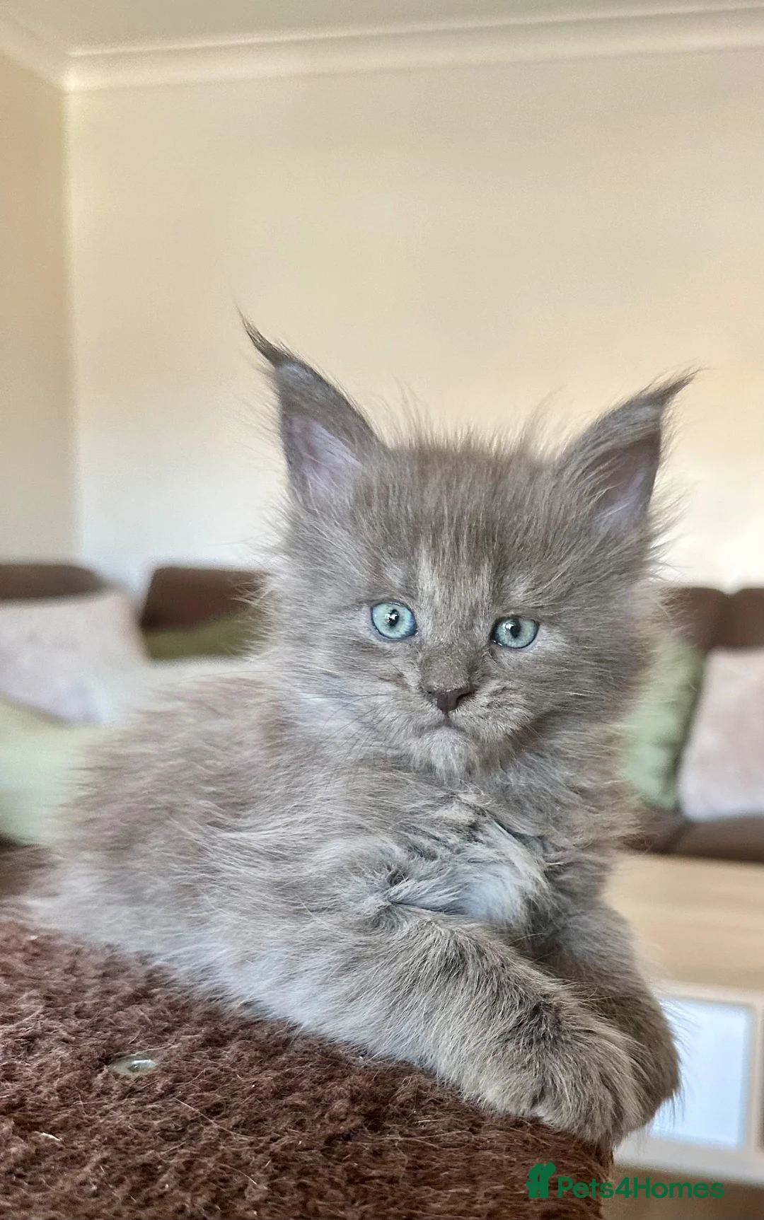 Maine Coon cats for sale: ⭐️⭐️GCCF Registered ⭐️⭐️ - Advert 2