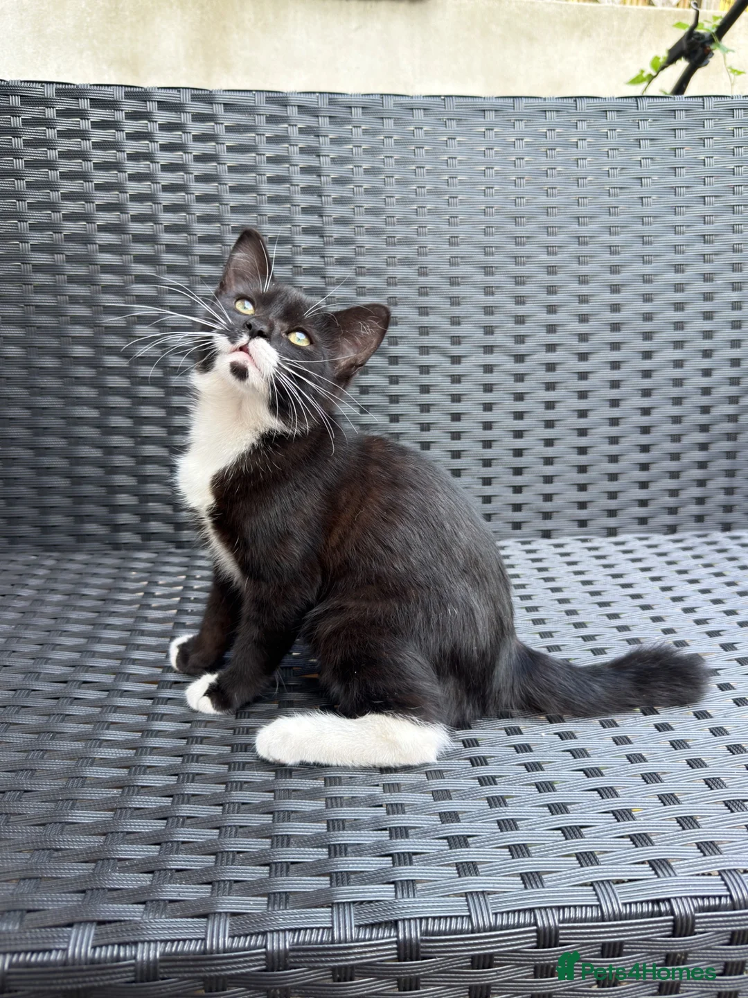 Mixed Breed cats for sale: cute black and white female kitten in London - Advert 2
