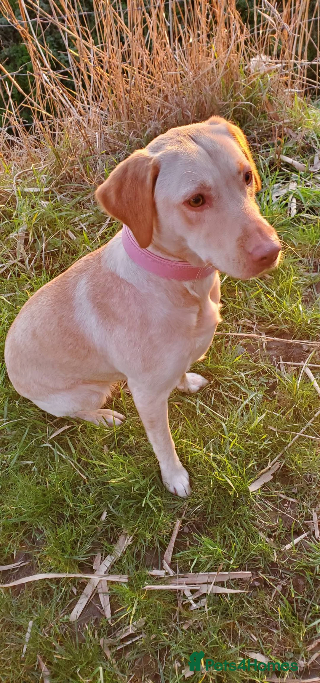 Labrador Retriever dogs for sale: Gorgeous cream Labrador girl - Advert 5