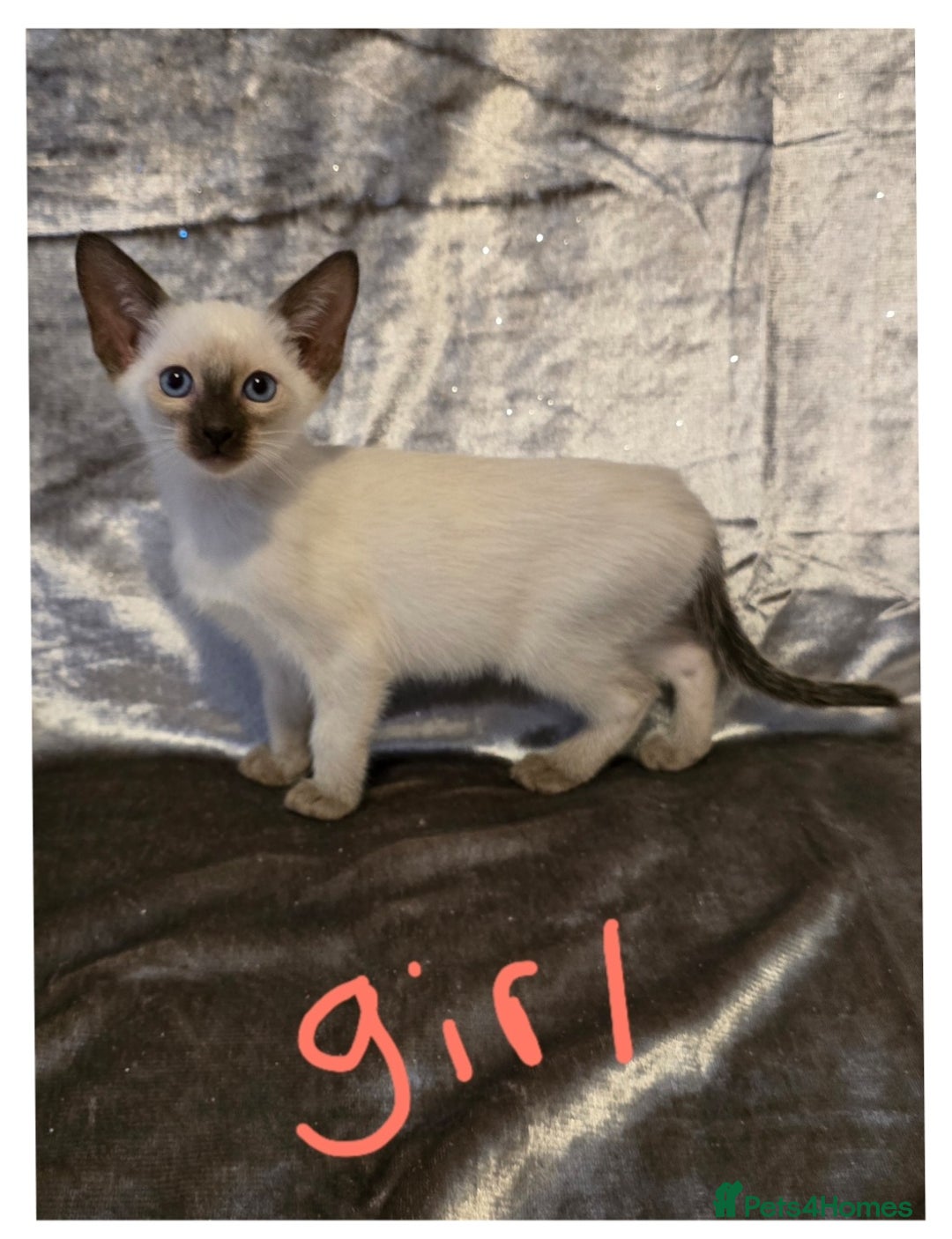 Siamese cats for sale: Traditional Siamese Kittens  - Image 9