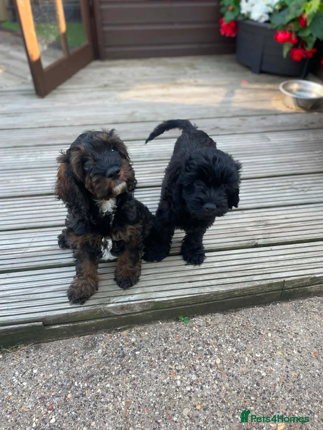 Cockapoo dogs for sale: Stunning American cockapoos - Advert 2