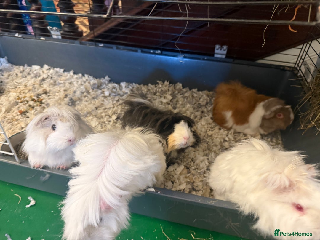 Guinea Pig rodents for sale: Long haired Peruvian Guinea Pigs - Image 2