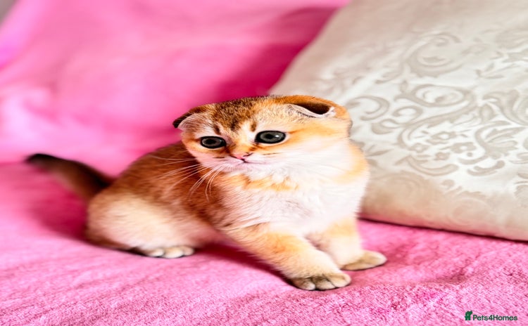 Scottish Fold cats High quality TICA pedigree kittens  - Advert 1