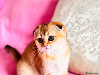 Scottish Fold cats High quality TICA pedigree kittens - Advert 2