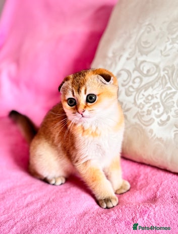 Scottish Fold cats High quality TICA pedigree kittens - Advert 4