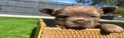 French Bulldog dogs for sale: Fluffy Frenchies  - Advert 31