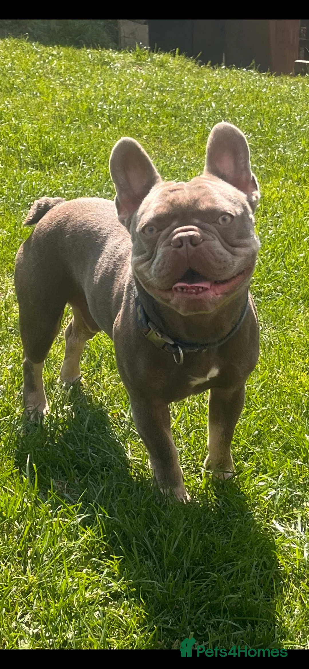 French Bulldog dogs for stud: Isabella and tan health tested french bulldog stud in Lincoln - Advert 12