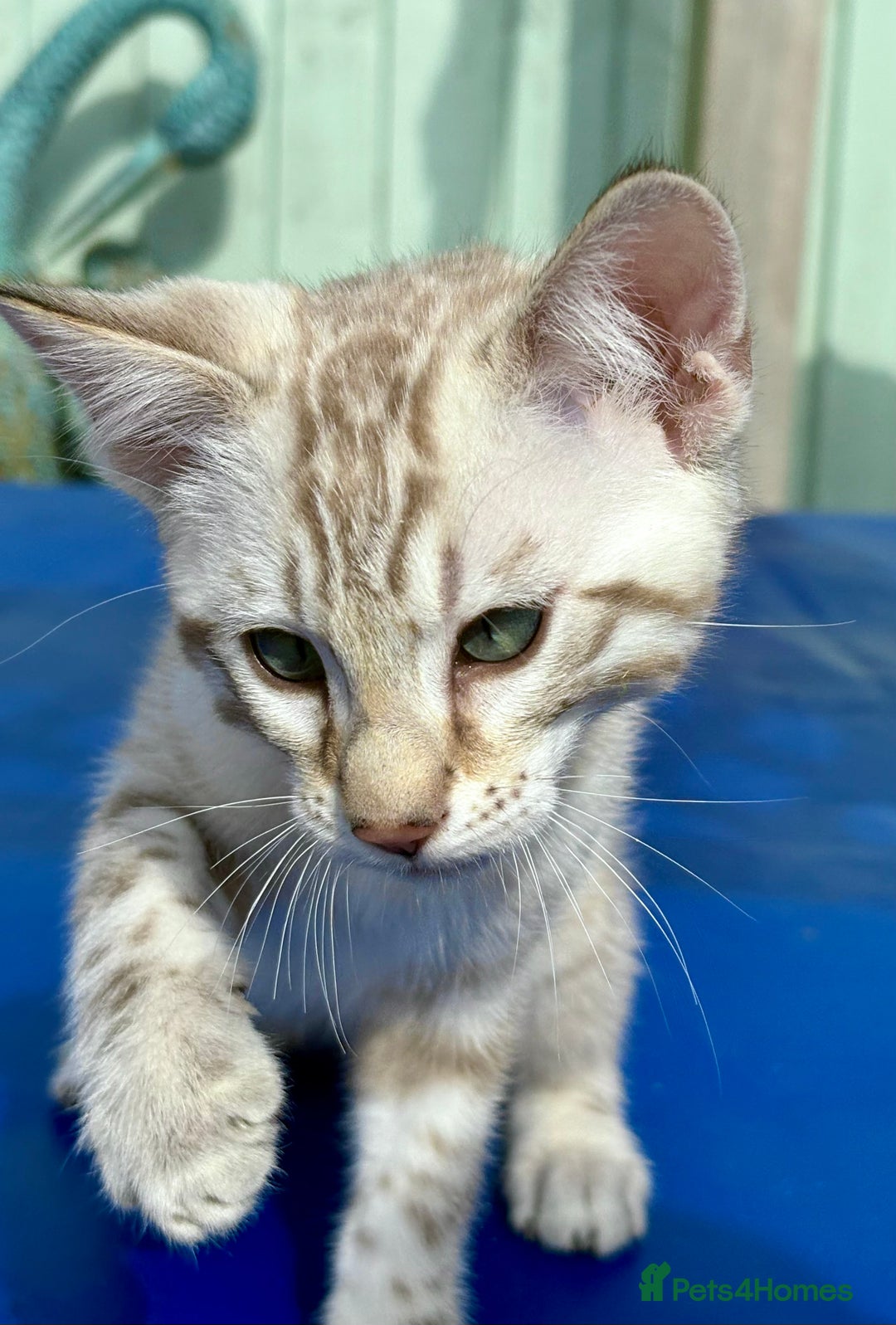 Savannah cats for sale: Superb snow leopard boys - Image 11