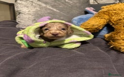 Miniature Dachshund dogs for sale: Miniature dachshund - Image 19