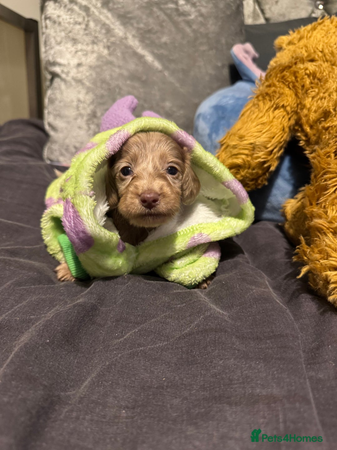 Miniature Dachshund dogs for sale: Miniature dachshund - Image 19