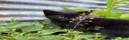 Domestic Shorthair cats for sale: 4 kittens ready to go now  - Advert 4